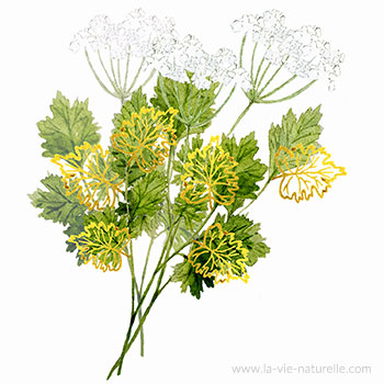 Anis Vert, une plante aromatique - Fleurance Nature