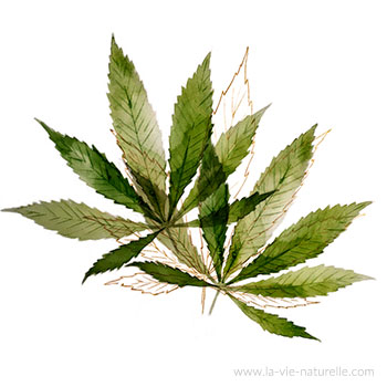 Le chanvre (Cannabis sativa L.) est une plante cultivée pour son
