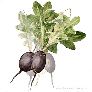 Radis espagnol noir 250 graines Légumes anciens Radis grands et ronds Peau  noire foncée et chair blanche croustillante Raphanus sativus -  France