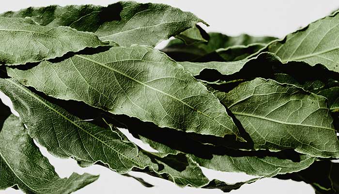 Laurier : tous les bienfaits de ces feuilles vertes