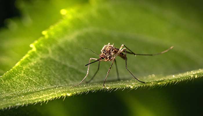 Reconnaitre les différents types de moustiques